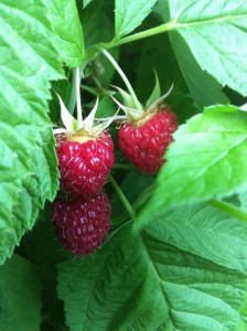 raspberries-mann-orchards