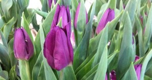 seasonal-specials-easter-tulips-mann-o