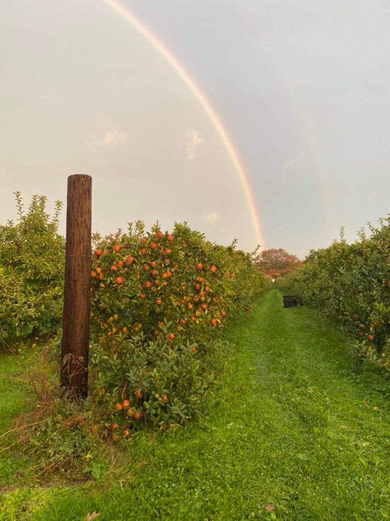Mann Orchards Riverside Farm Family Activities in Methuen